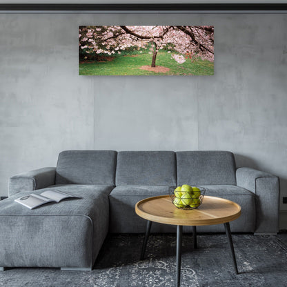 Cerezos costeros en flor - Panoramic Images