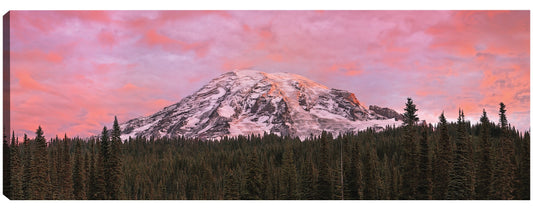 Primer plano del bosque - Panoramic Images