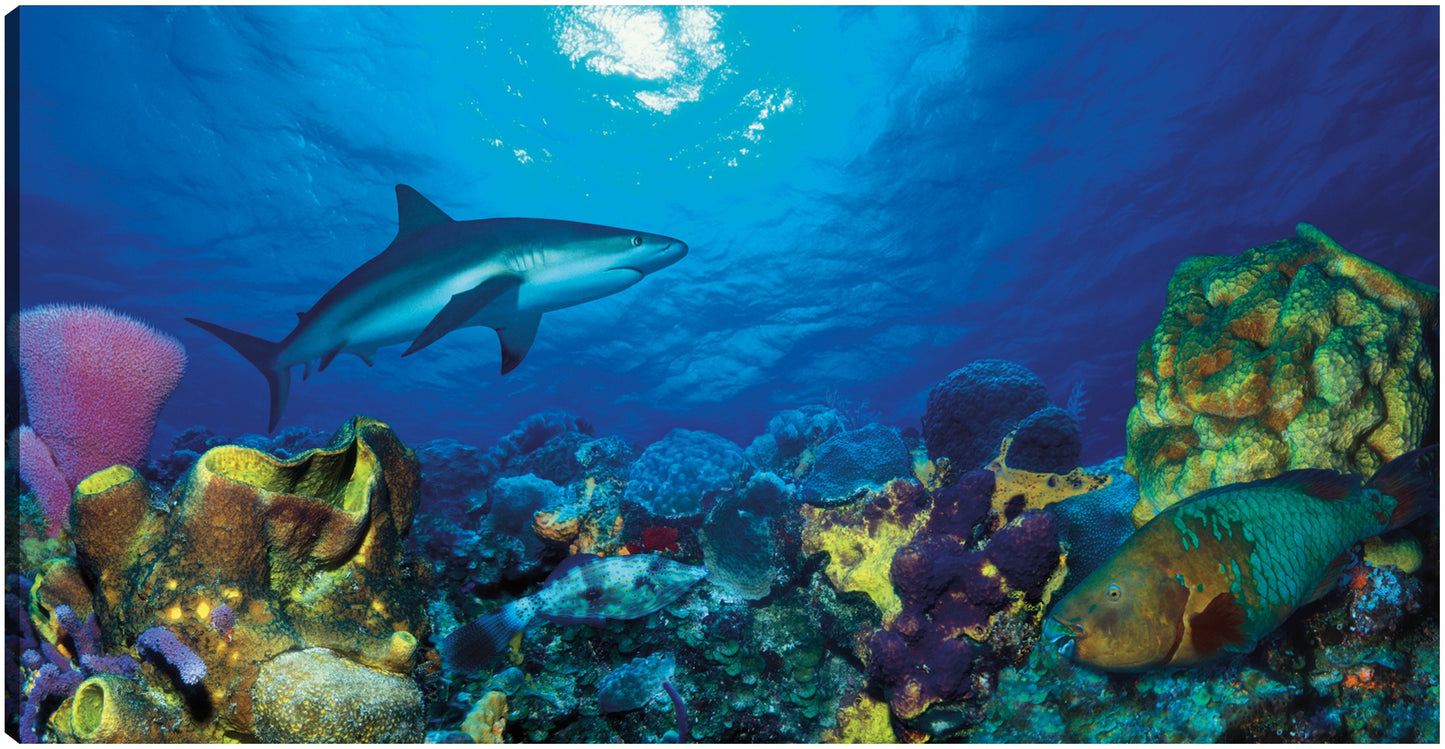Tiburón de aguas cálidas - Panoramic Images