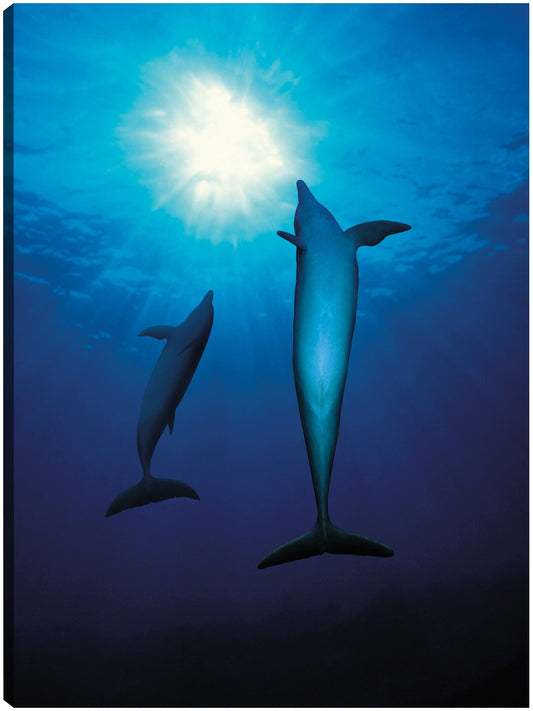 Nadando con delfines - Panoramic Images