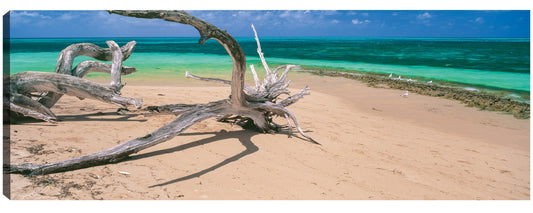 Abajo bajo madera flotante - Panoramic Images