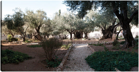 Jardín de la antigua Jerusalén - Panoramic Images