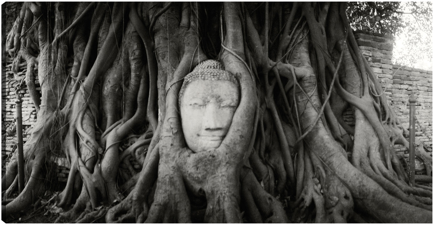 Raíces tailandesas de Buda - Panoramic Images