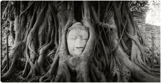 Raíces tailandesas de Buda - Panoramic Images