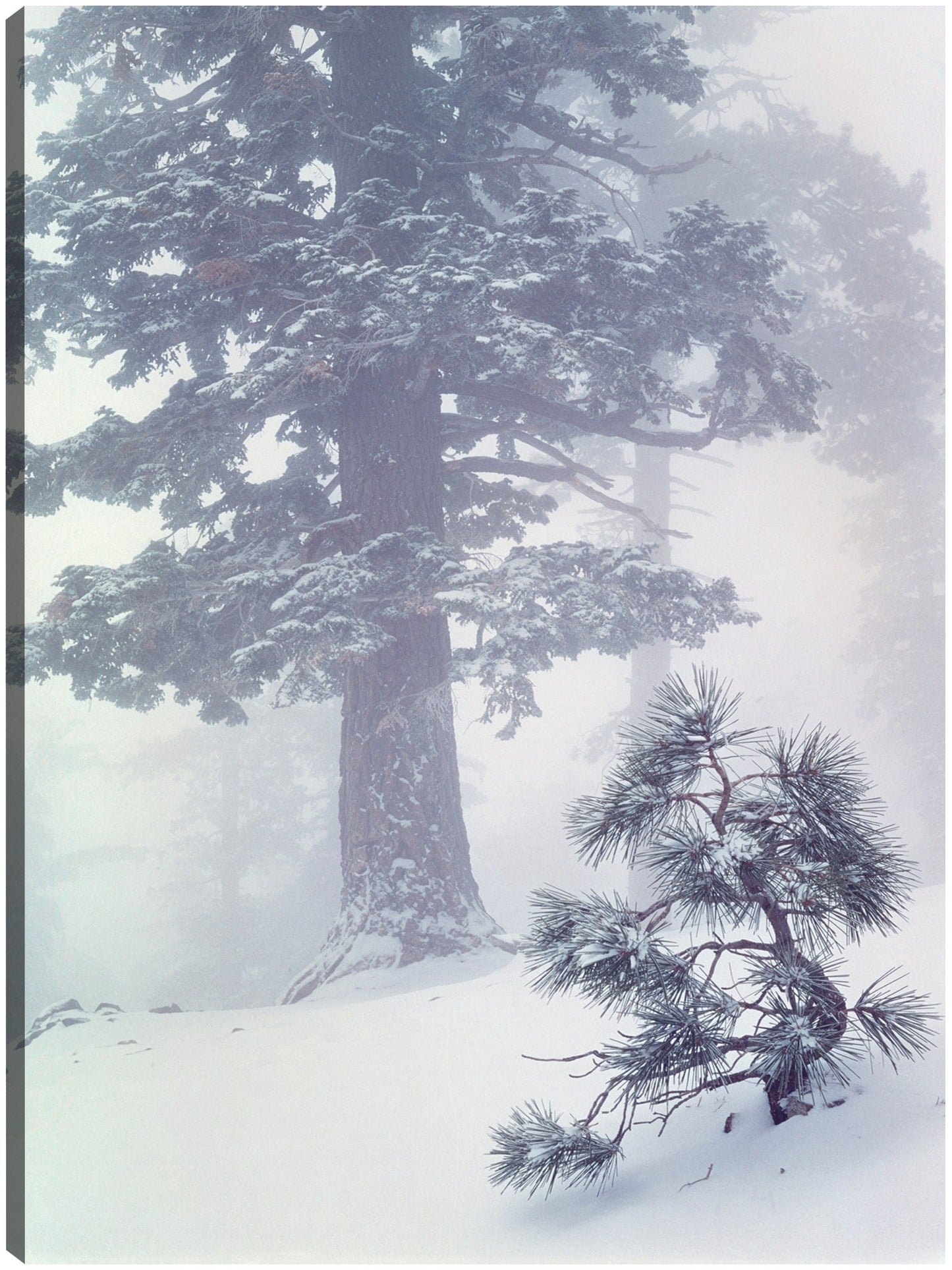 Bosque invernal de California - Vintage Images