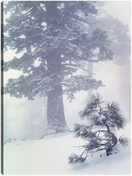 Bosque invernal de California - Vintage Images