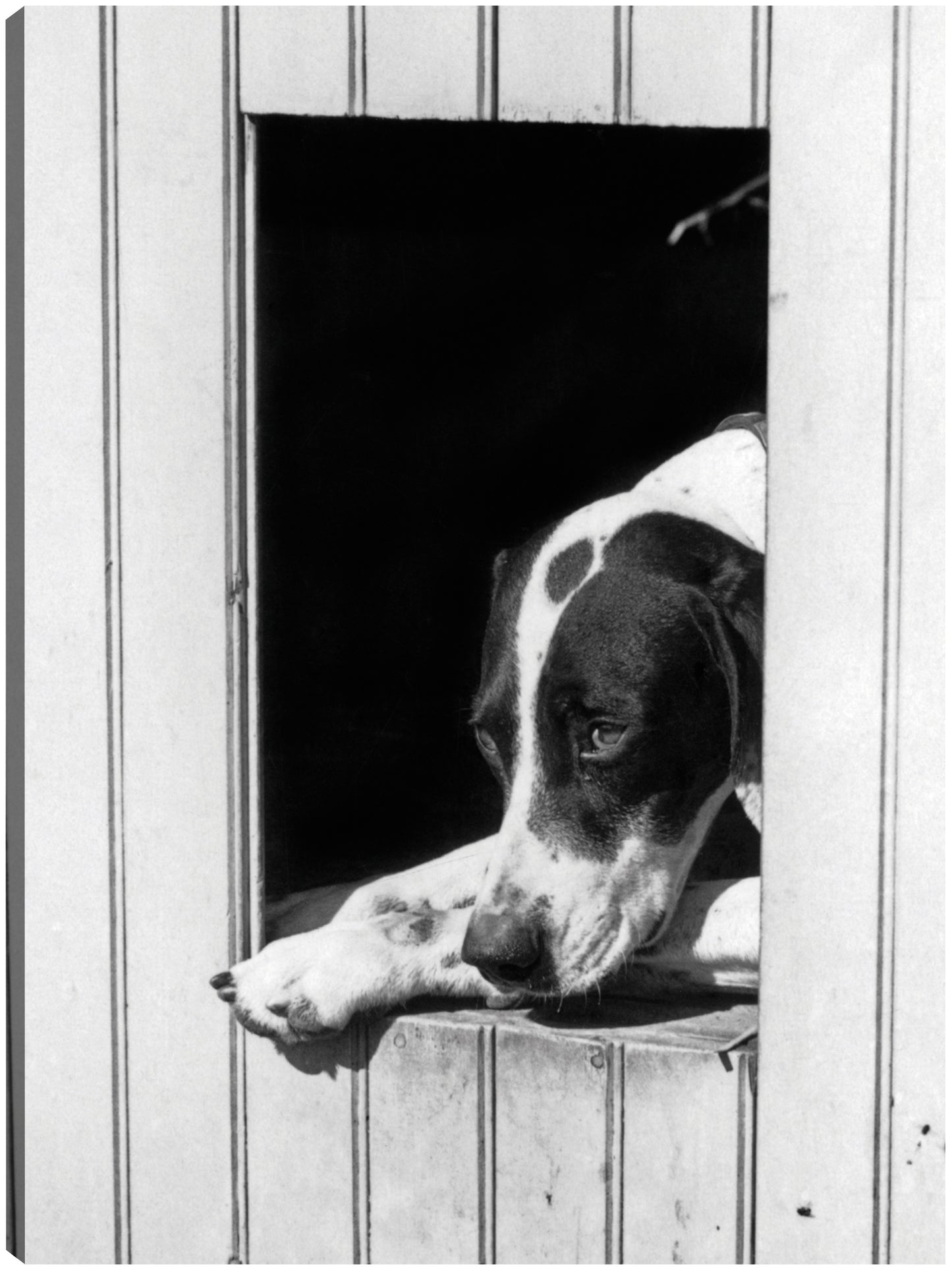 Perro puntero esperando - Vintage Images