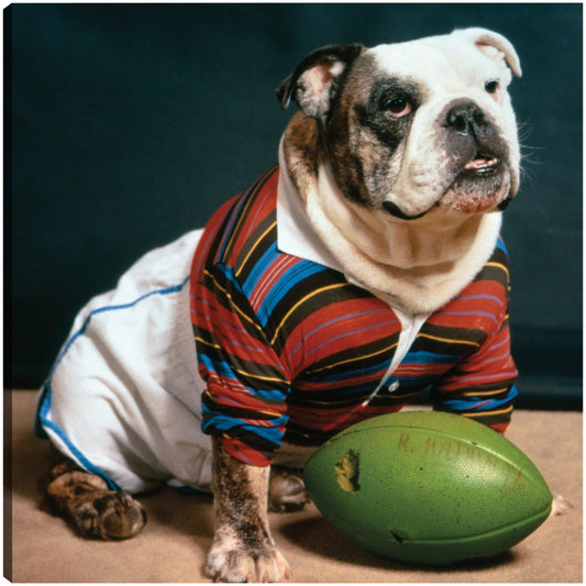 Rugby Bulldog - Vintage Images