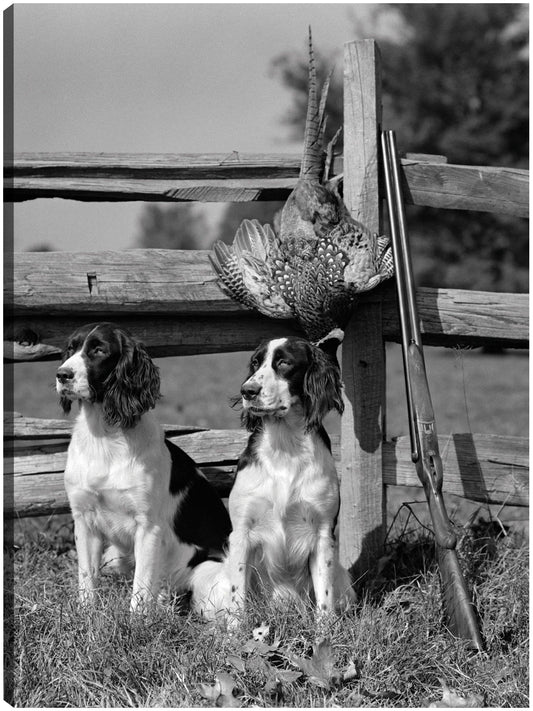 Springer Spaniels de otoño - Vintage Images