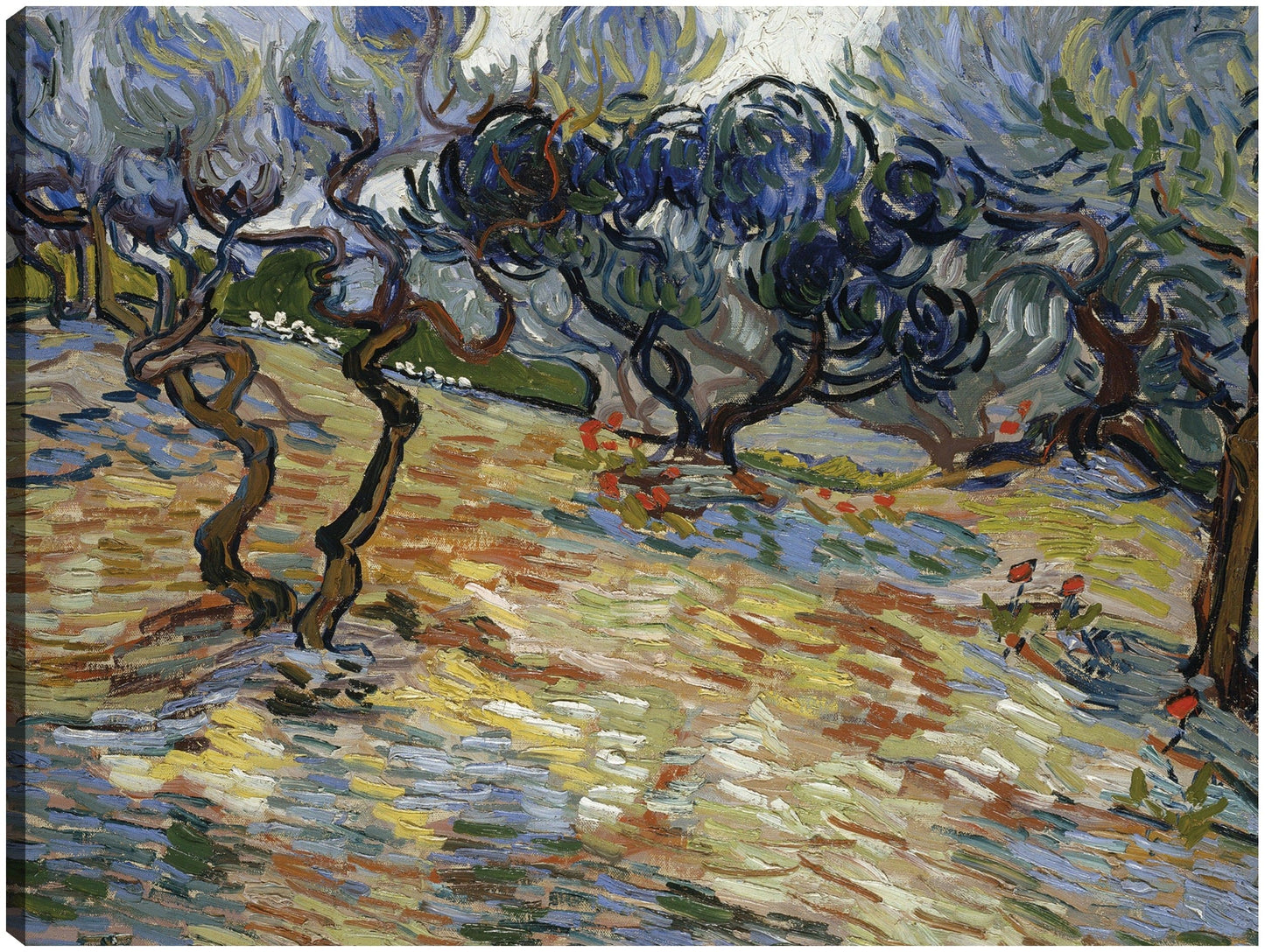 Olivos - Vincent van Gogh