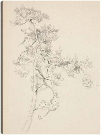 Árbol y follaje - John Singer Sargent