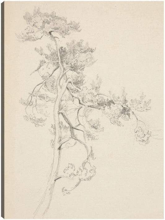 Árbol y follaje - John Singer Sargent