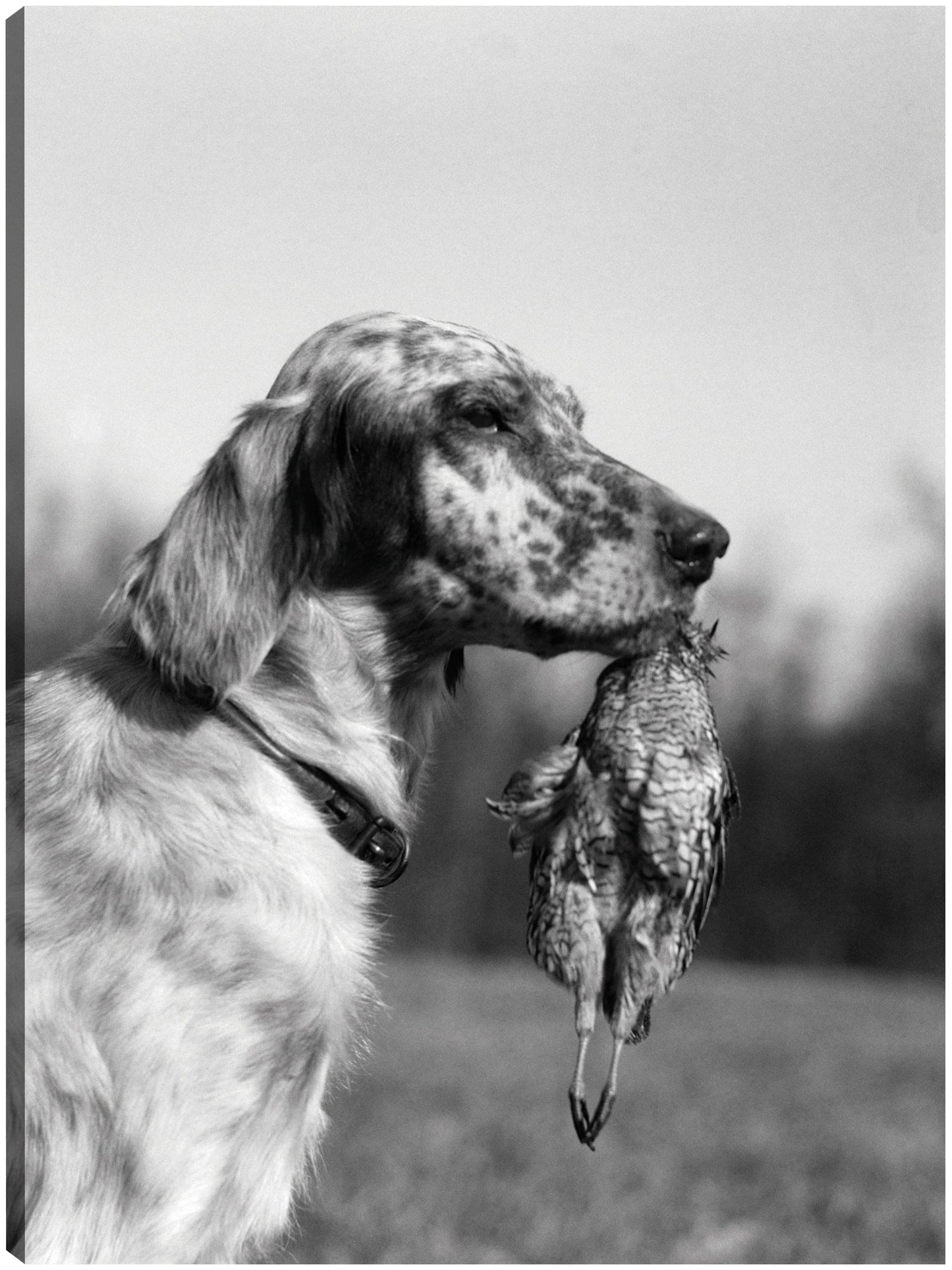 Setter inglés en el campo - Vintage Images