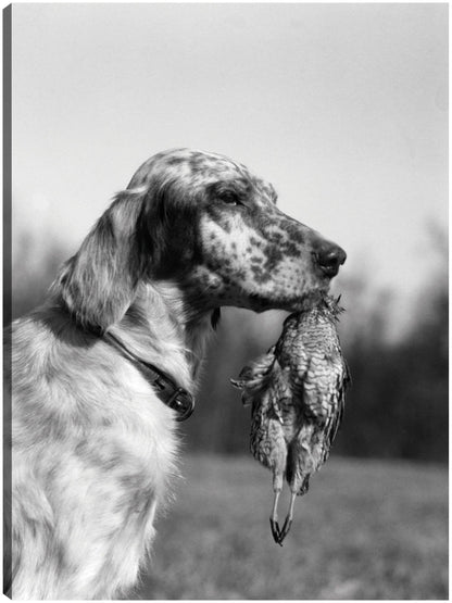 Setter inglés en el campo - Vintage Images