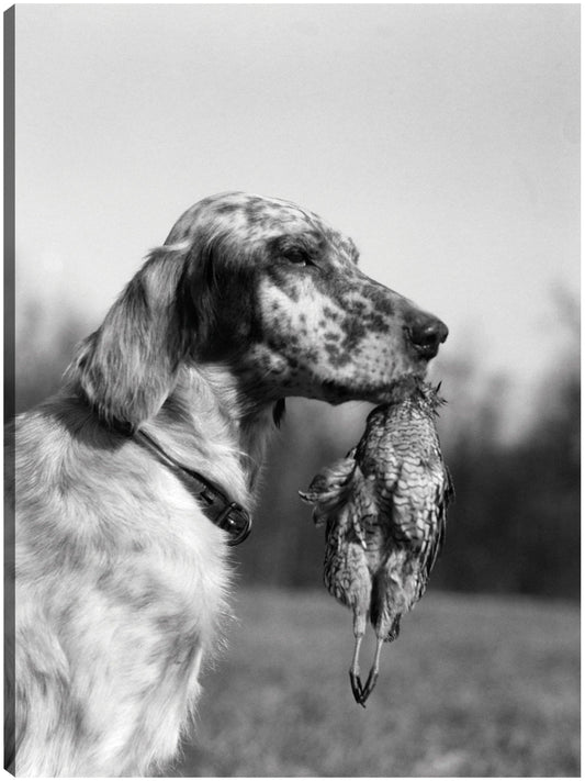 Setter inglés en el campo - Vintage Images
