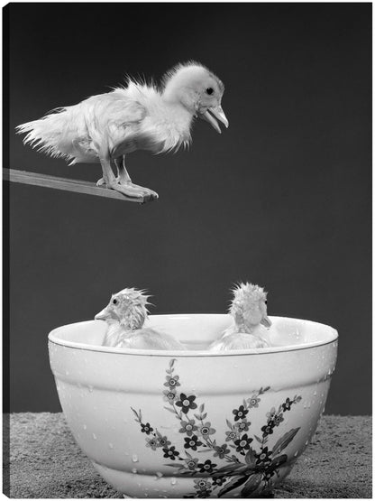 Patitos de tazón de buceo - Vintage Images