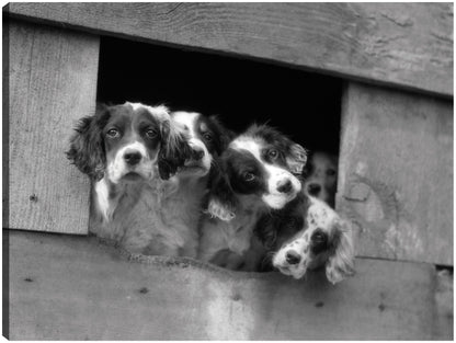 Cachorros de setter ingleses - Vintage Images