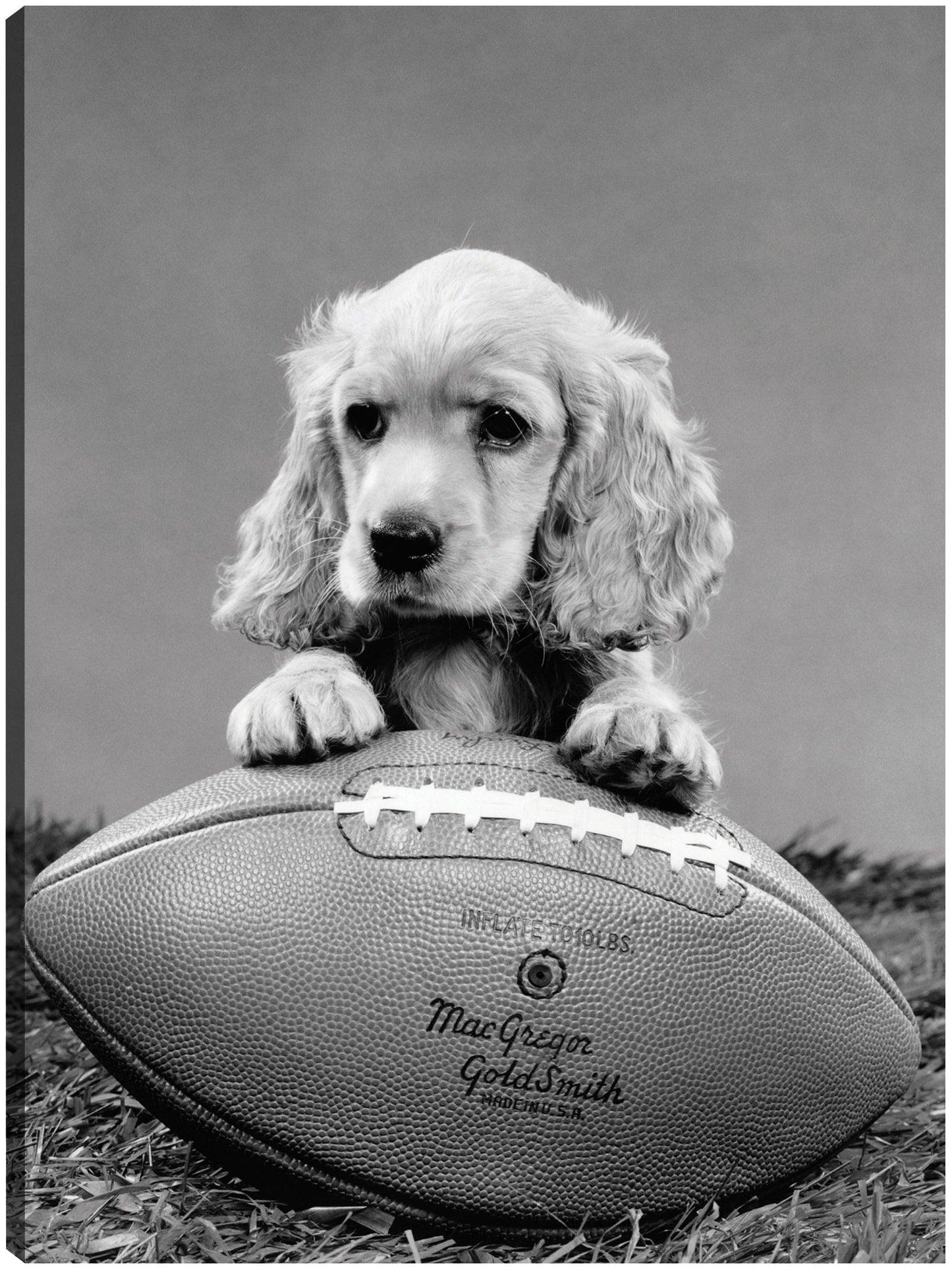 Cocker Spaniel Fútbol - Vintage Images