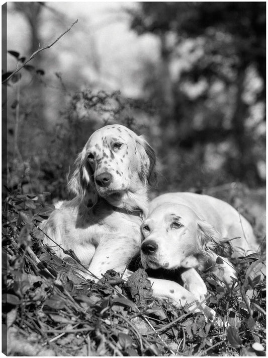 Setter de inglés de verano - Vintage Images