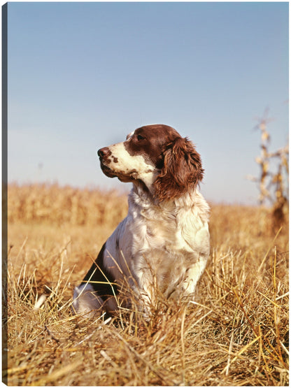 Alerta en Otoño Perro Cazador - Vintage Images