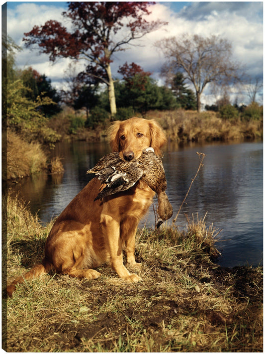 Golden Retriever en acción - Vintage Images