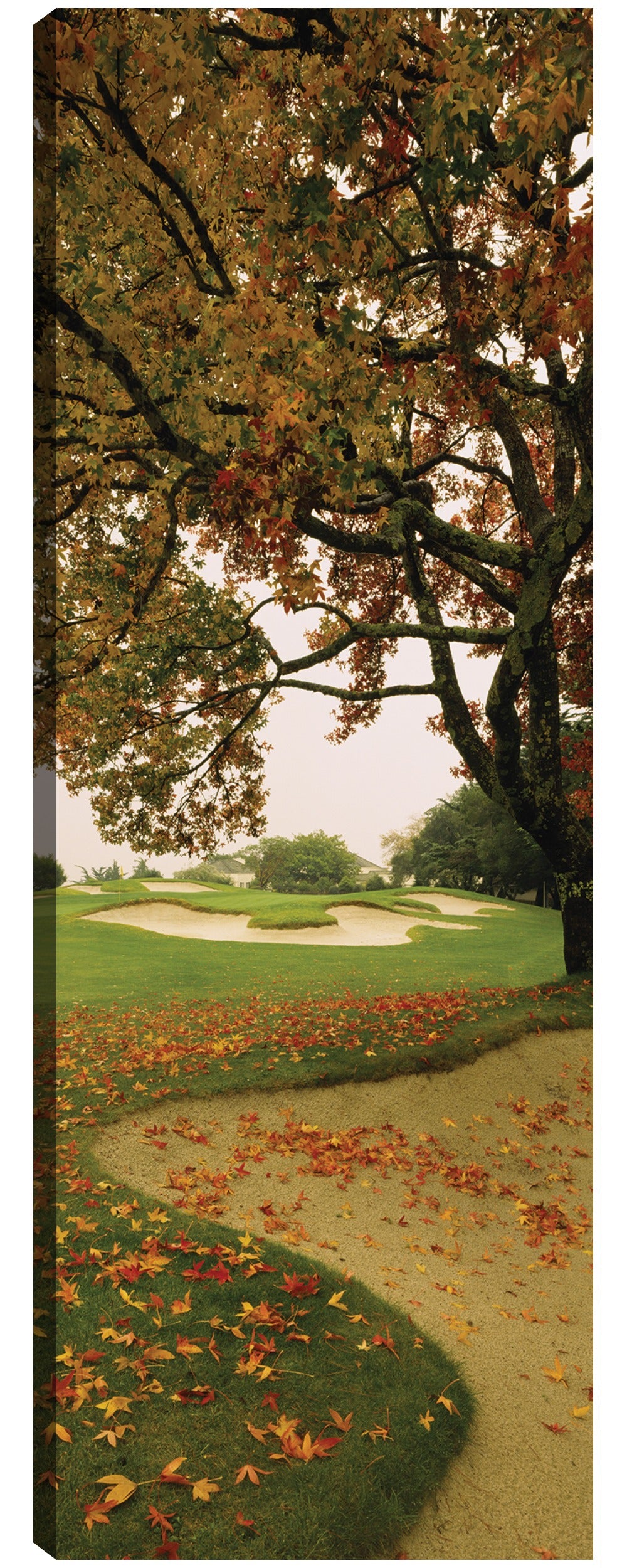 Otoño de California - Panoramic Images