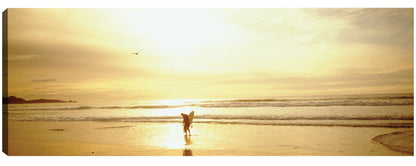 Caminando en Carmel Sunset - Panoramic Images