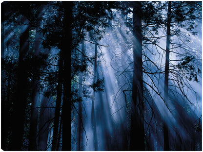 Árboles iluminados por la luna, Yosemite - Panoramic Images