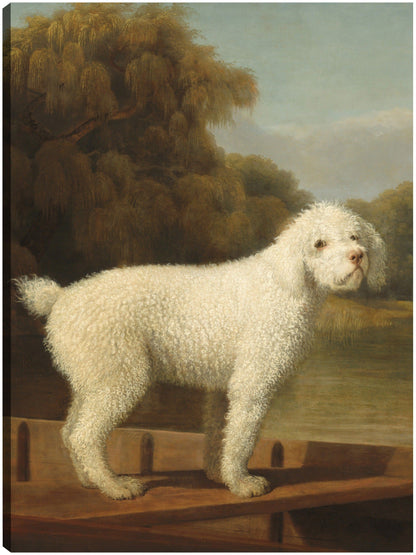 Caniche blanco en una batea, c. 1780 - George Stubbs