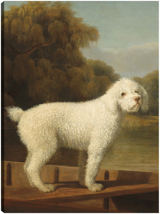 Caniche blanco en una batea, c. 1780 - George Stubbs