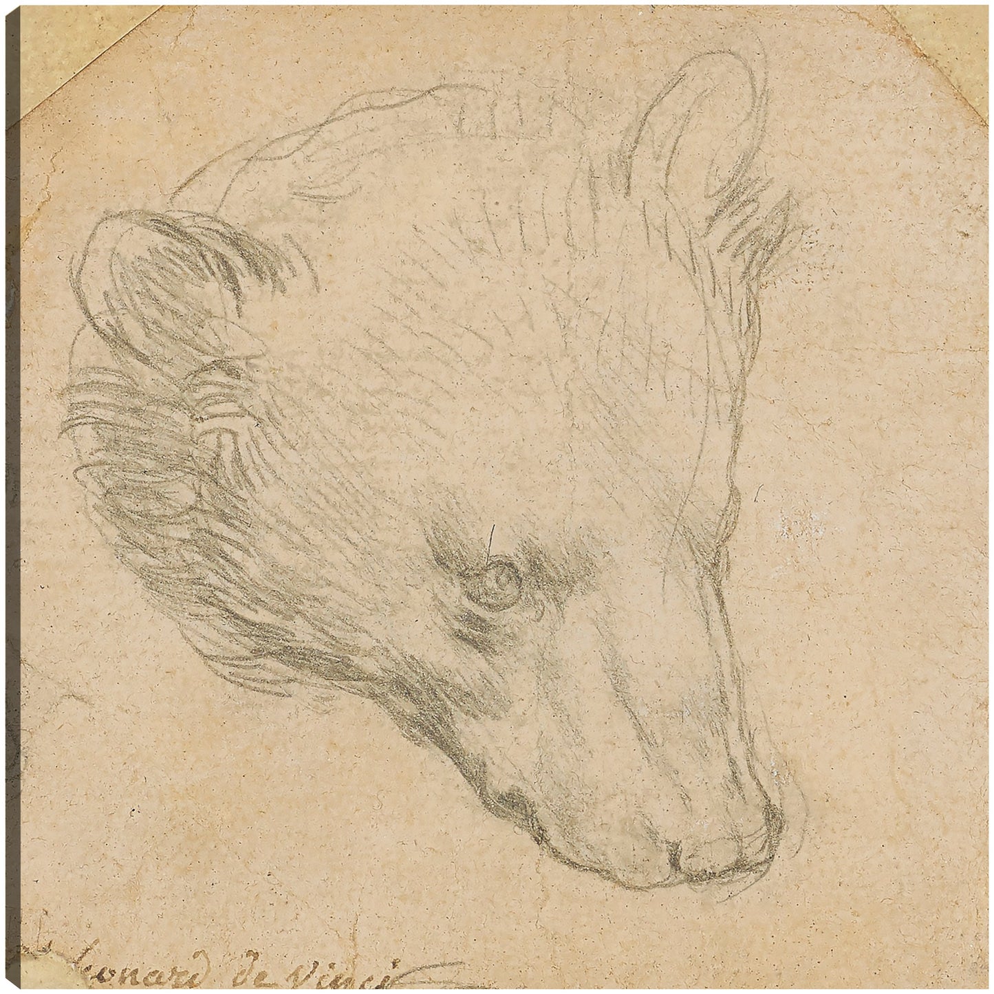 Cabeza de oso - Leonardo da Vinci