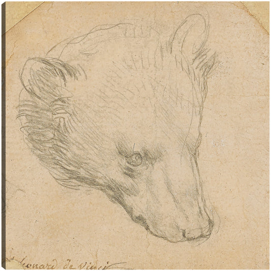 Cabeza de oso - Leonardo da Vinci