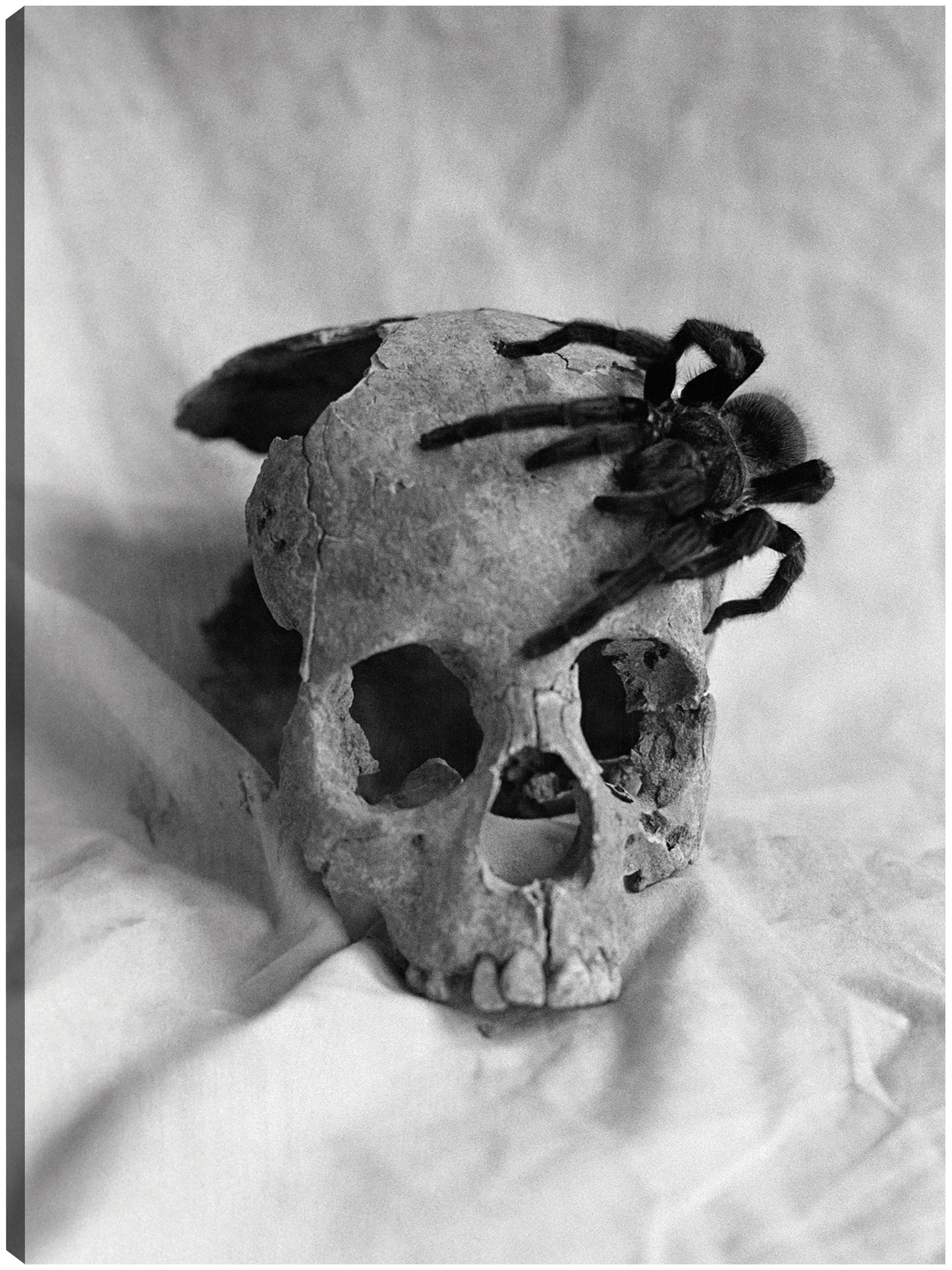 Cráneo de araña espeluznante - Vintage Images