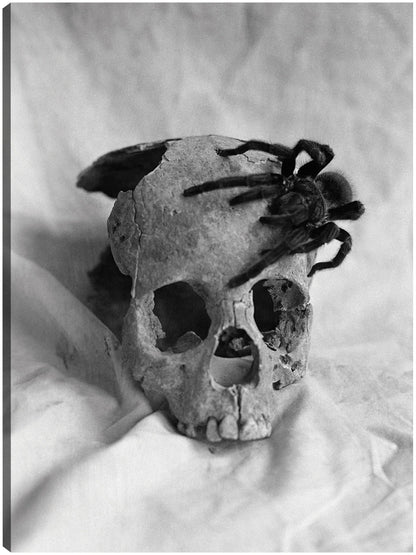 Cráneo de araña espeluznante - Vintage Images