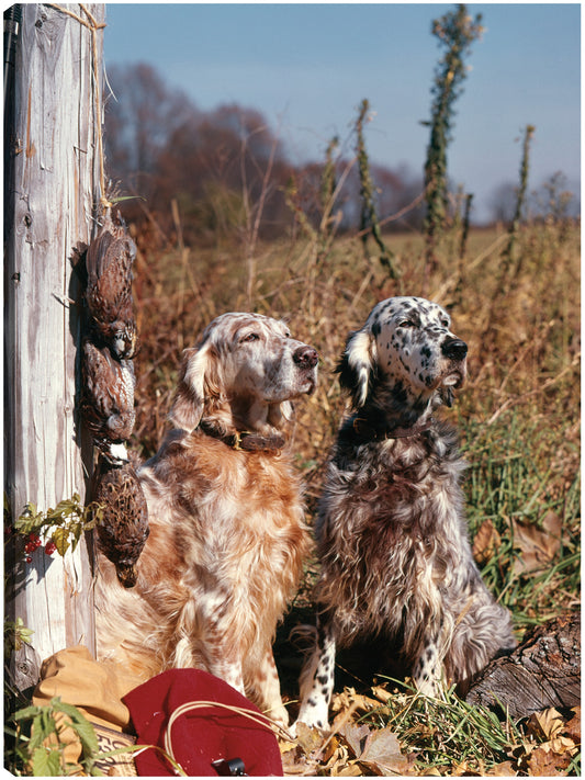 Dos perros setter ingleses - Vintage Images