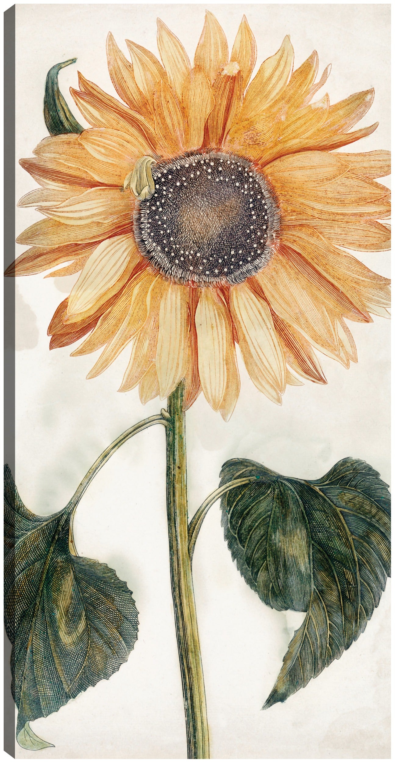 Girasol (1688-1698) - Johan Teyler