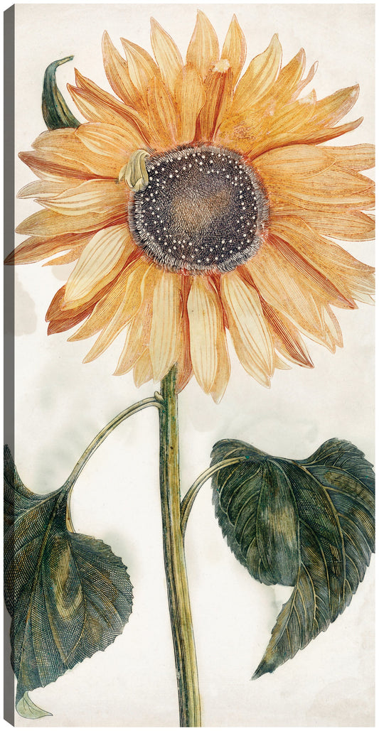 Girasol (1688-1698) - Johan Teyler