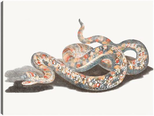 Una serpiente - Johan Teyler