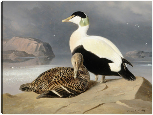 Kaksi Haahkaa (1867) - Ferdinand von Wright