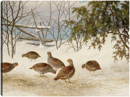 Perdices en la nieve (1895) - Ferdinand von Wright