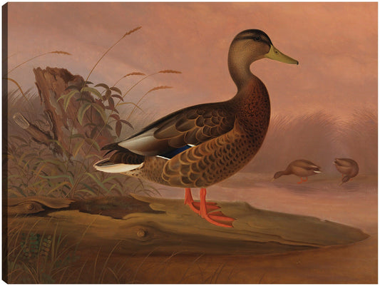 Ánade real (1848) - Ferdinand von Wright