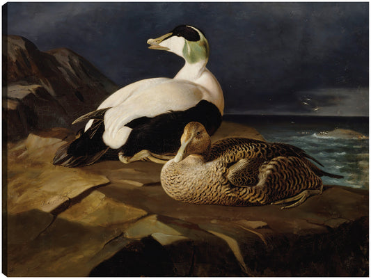 Par de eiders comunes sobre una roca (1869) - Ferdinand von Wright