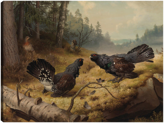 Los urogallos luchadores (1886) - Ferdinand von Wright