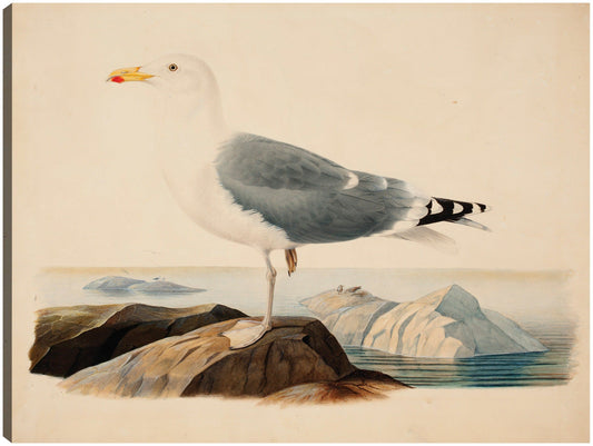 Gaviota argéntea europea (1839) - Ferdinand von Wright