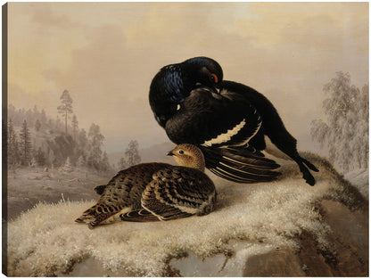 Urogallo negro, gallo y gallina (1869) - Ferdinand von Wright