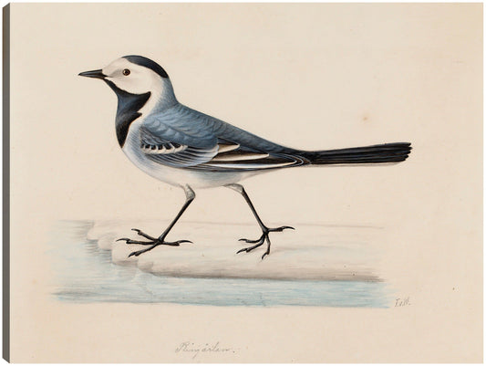 Lavandera blanca - Ferdinand von Wright
