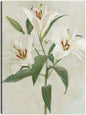 Lys Blancs II - Studio Arts