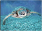 Tortuga marina - Studio Arts