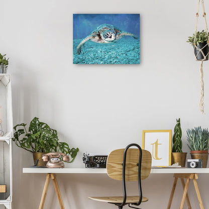 Tortuga marina - Studio Arts
