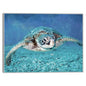Tortuga marina - Studio Arts